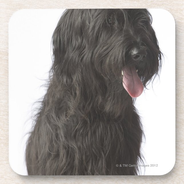 Posavasos Perro negro, Briard (Frente)