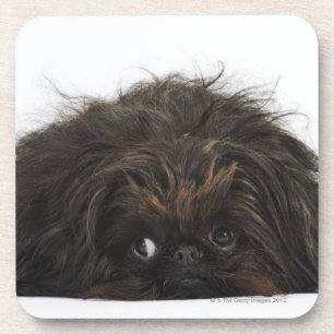 Posavasos Perro negro de Pekingese que se acuesta