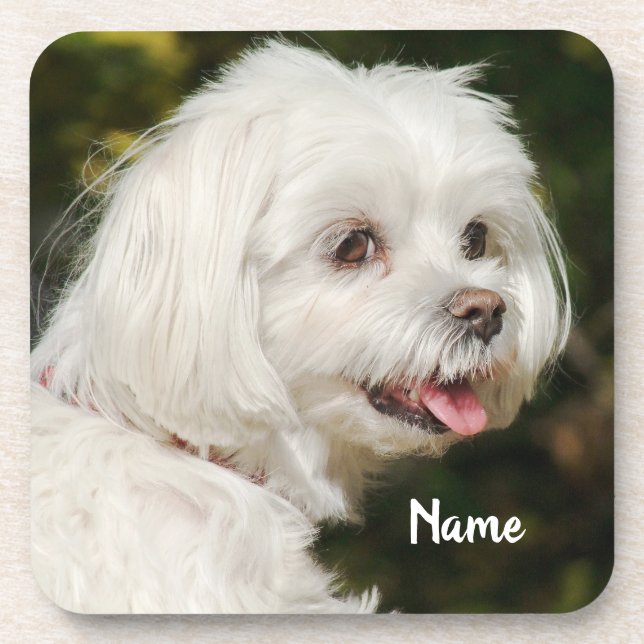 Posavasos Perro picante maltés blanco personalizado (Frente)