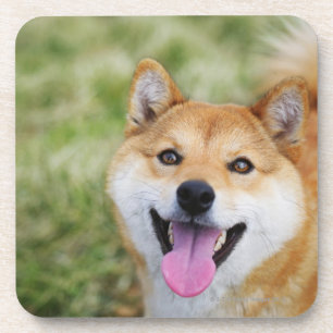 Posavasos Perro, primer