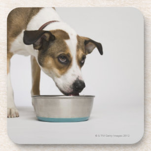 Posavasos Perro que come del cuenco