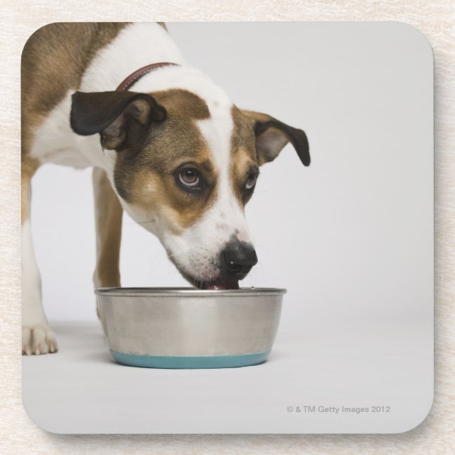 Posavasos Perro que come del cuenco (Frente)