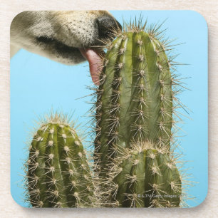 Posavasos Perro que lame el cactus, primer