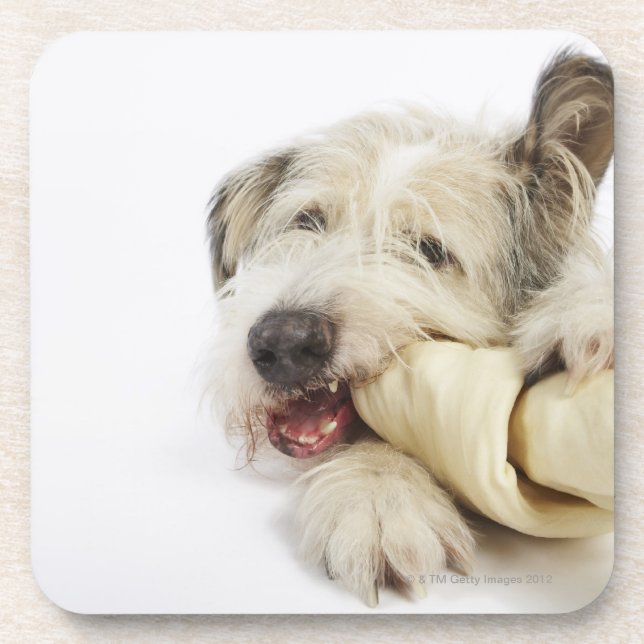 Posavasos Perro que mastica en el hueso del cuero crudo (Frente)