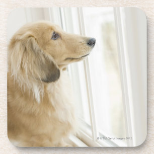 Posavasos Perro que mira hacia fuera la ventana