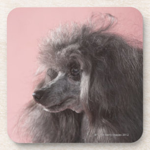 Posavasos Perro que mira lejos