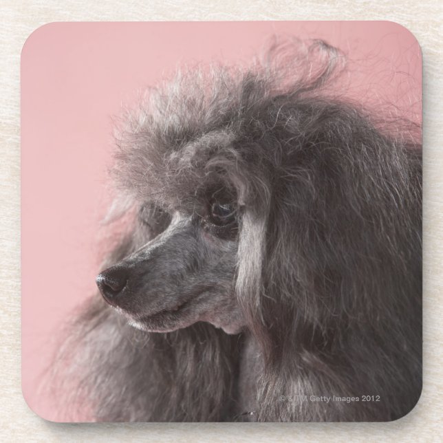 Posavasos Perro que mira lejos (Frente)