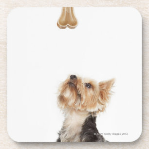 Posavasos Perro que mira para arriba el hueso