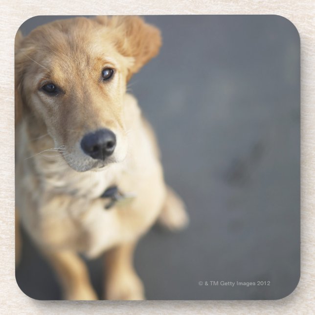 Posavasos Perro que mira para arriba, primer (Frente)