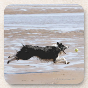 Posavasos Perro que persigue una bola en la playa