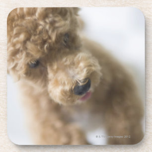 Posavasos Perro que se coloca en piso