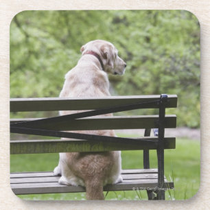 Posavasos Perro que se sienta en banco de parque