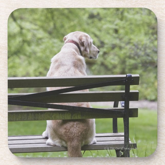 Posavasos Perro que se sienta en banco de parque (Frente)