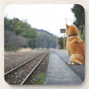 Posavasos Perro que se sienta en la estación de tren