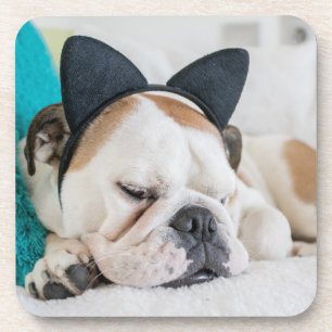 Posavasos Perro soñoliento de las imágenes el   de Getty con