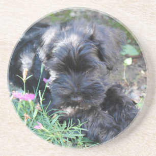 Posavasos Perro Terrier Adorable