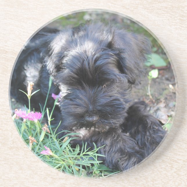 Posavasos Perro Terrier Adorable (Frente)