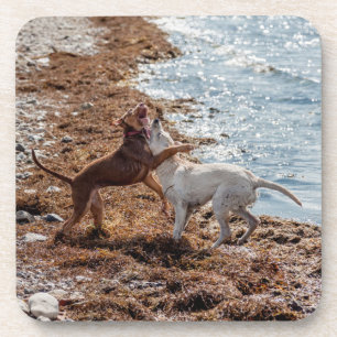 Posavasos Perros en la playa
