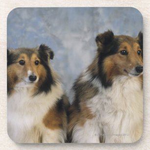 Posavasos Perros pastor de Shetland