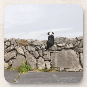 Posavasos Persiga sentarse en una pared de piedra irlandesa