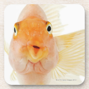 Posavasos Pescados de agua dulce tropicales