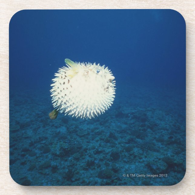 Posavasos Pescados de puerco espín (Frente)