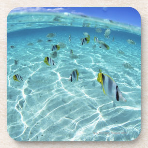 Posavasos Pescados en el mar 3