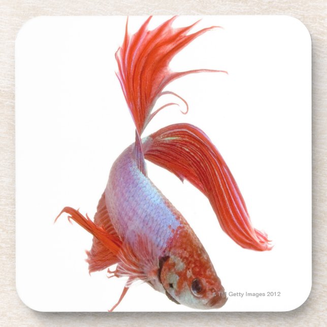 Posavasos Pescados que luchan siameses (splendens de Betta) (Frente)