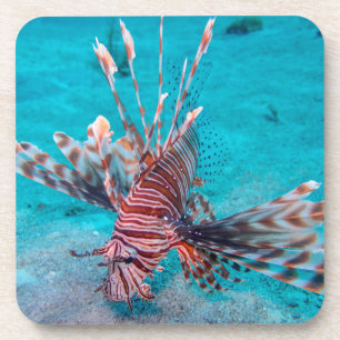 Posavasos Pescados rojos hermosos del león
