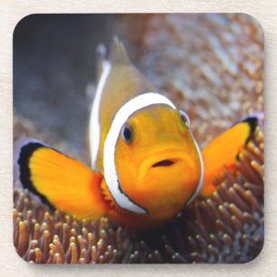Posavasos Pescados tropicales del filón - Clownfish