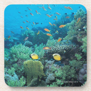 Posavasos Pescados tropicales que nadan sobre el filón