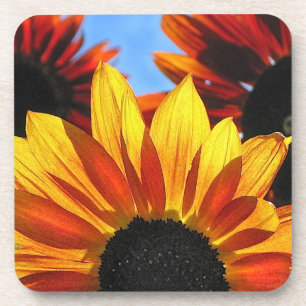 Posavasos Petales de girasol