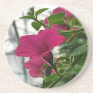 Posavasos Petunia