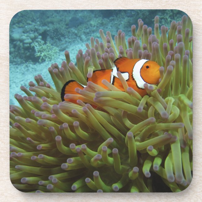 Posavasos Pez payaso occidental ( Amphiprion ocellaris ) (Frente)
