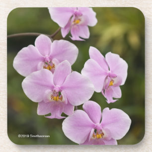 Posavasos Phalaenopsis Schilleriana