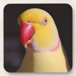 Posavasos Pico del Parakeet de Ringneck del indio de Lutino