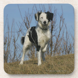 Posavasos Pierna del border collie aumentada
