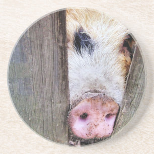 POSAVASOS PIGS