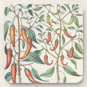 Posavasos Pimientas: longum del máximo de 1.Piper Indicum;