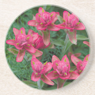 Posavasos Pincel indio