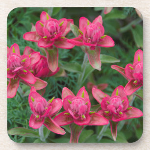 Posavasos Pincel indio