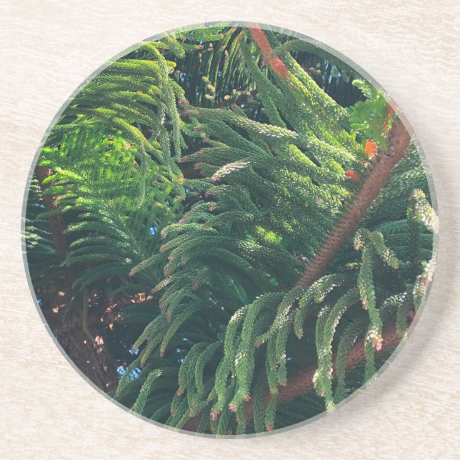 Posavasos Pine de la Isla Norfolk (Frente)