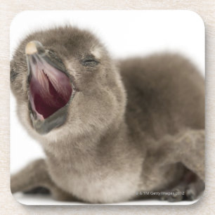 Posavasos Pingüino africano joven - Spheniscus demersus.