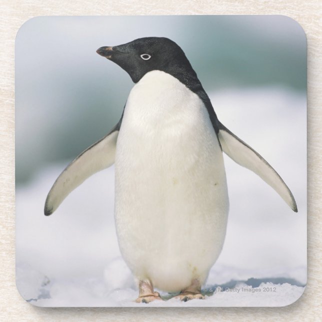 Posavasos Pingüino de Adelie, primer (Frente)