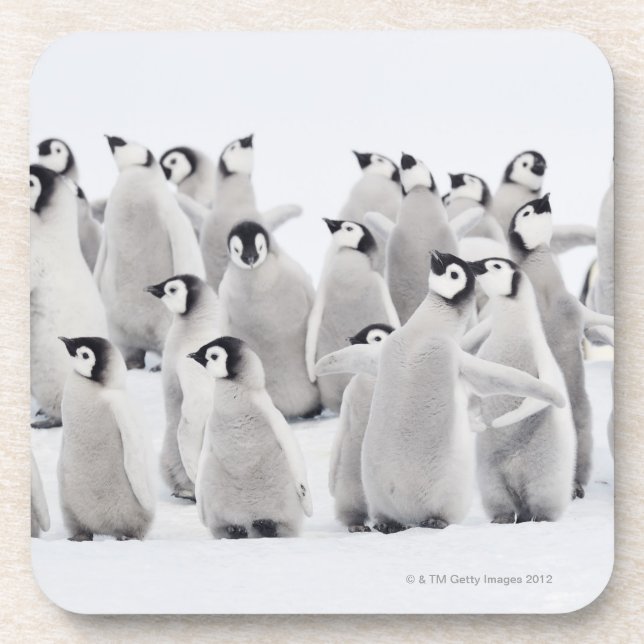 Posavasos Pingüino de emperador (Frente)