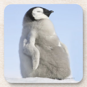 Posavasos Pingüino de emperador del bebé, isla de la colin