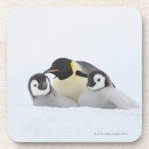 Posavasos Pingüino de emperador (forsteri del Aptenodytes) 