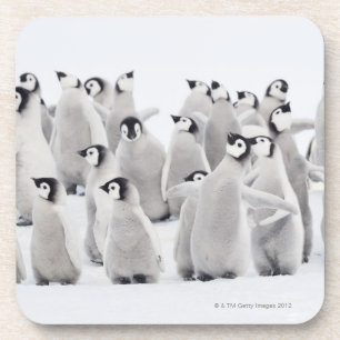 Posavasos Pingüino de emperador (forsteri) del Aptenodytes,