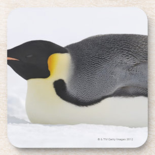 Posavasos Pingüino de emperador, isla de la colina de la