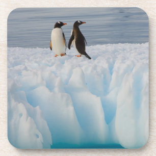 Posavasos pingüino de gentoo, Pygoscelis Papua, en hielo gla